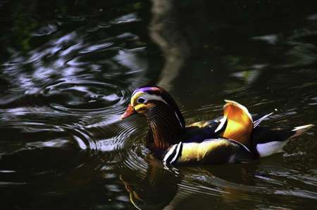 A mandarin duck swimming  with his reflection in the waterの写真素材