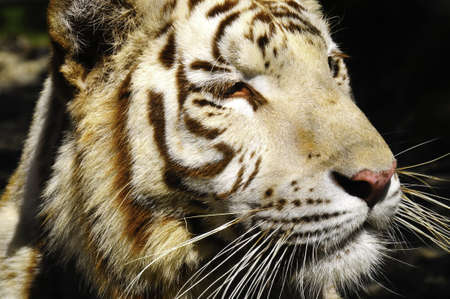 Portrait of a tigerの写真素材