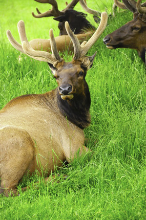 A herd of bull elk with antlers laying in the grassの写真素材