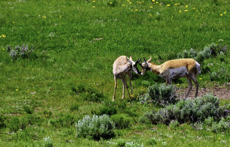 Antelope or pronhorn touching heads at Yellowstone National Parkの写真素材