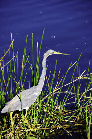 A great blue heron hunting in the swampsの写真素材