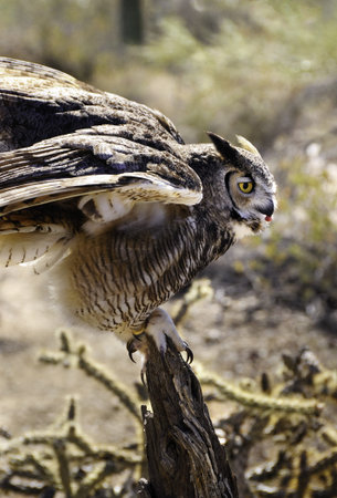 A great horned owl perched on a branch eatingの写真素材
