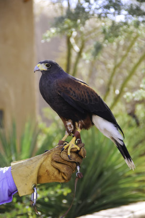 A harris hawk perched on his trainer