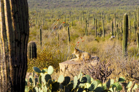 A coyote sunning on a rock in the desert
