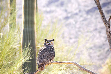 A Great Horned Owl perched on a limb with his beak openの写真素材