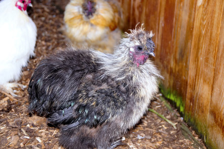Closeup of a scruffy grey chicken