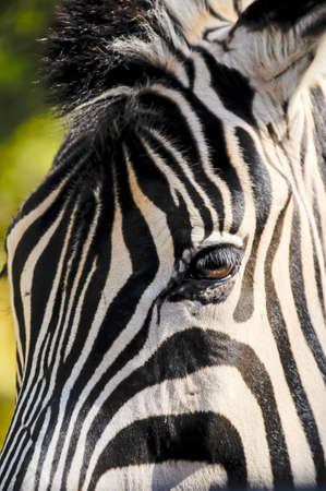 Closeup of a zebraの写真素材