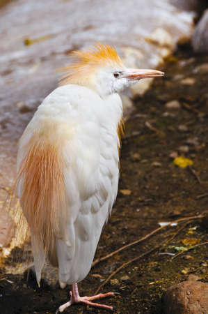 Portrait of a Cattle Egretの写真素材