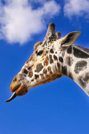 A giraffe with his tongue sticking out against blue skyの写真素材