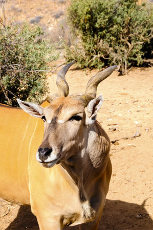 A portrait of an African Eland in the desert
