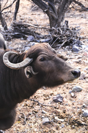 A profile shot of a water buffalo