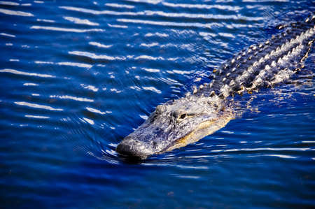 An American Alligator swimming in the evergladesの写真素材