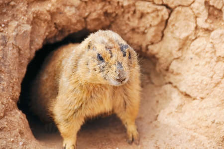 A prairie dog coming out of his denの写真素材