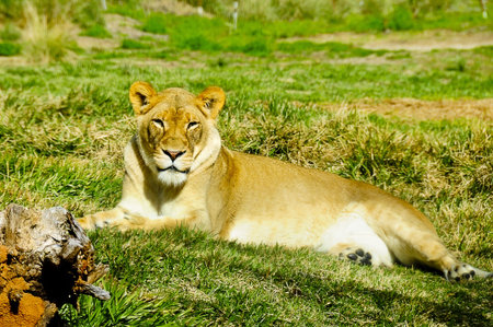 A female lion lying in the grass enjoying the sun