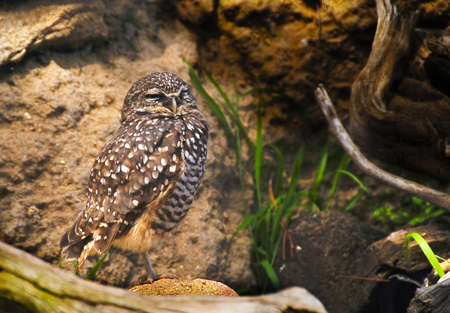 A small burrowing owl standing on rocksの写真素材