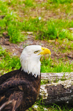 Profile of a American Eagleの写真素材