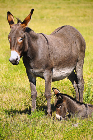 A mother and baby donkey at Custer State Park, South Dakota