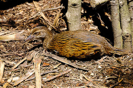 A flightless weka bird lying on the ground in New Zealand の写真素材