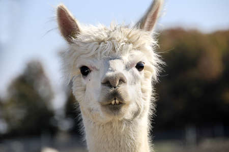 Portrait of a white alpaca の写真素材