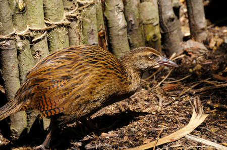 Portrait of a New Zealand Wekaの写真素材