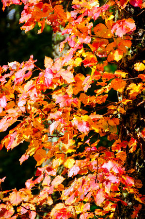 Red and yellow fall leaves in Tennessee