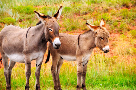 A mother and baby burro at Custer State Park, South Dakotaの写真素材