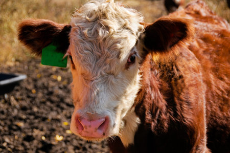 Portrait of a young hereford calf