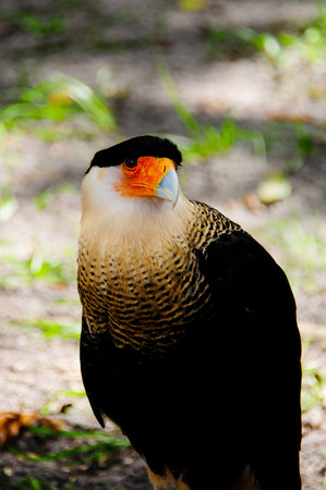 A portrait of a Crested Caracara, a native bird of Florida