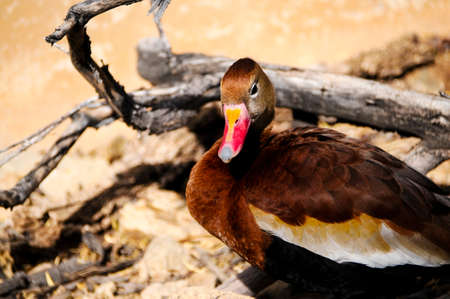 Portrait of a Black Bellied Whistling Duckの写真素材