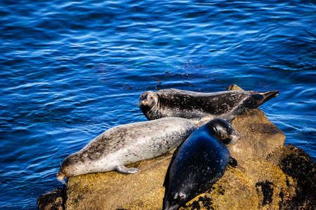 Three harbor seals sunning themselves on a rock in Monterey Bay, Californiaの写真素材