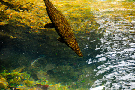 A Florida Gar swimming at Homosassa Springs 