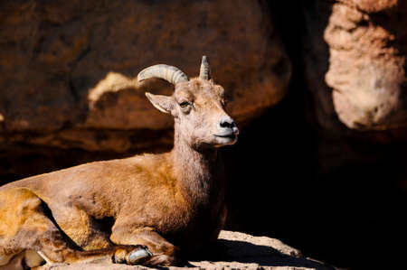 Female desert big horn sheep lying on the rocks の写真素材