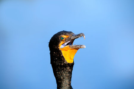 Closeup of a Double Crested Cormorant