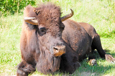 Buffalo enjoying the sunshineの写真素材