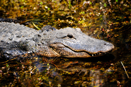 Closeup of an alligator in the water の写真素材