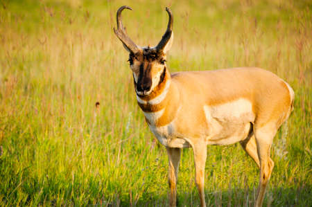 Antelope standing in a green fieldの写真素材