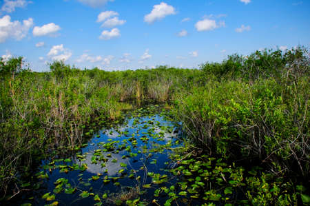 Swamp land in the Everglades National Park の写真素材