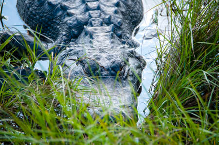 Closeup of an American Alligator の写真素材