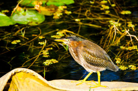 A Green Heron at the Everglades in Floridaの写真素材