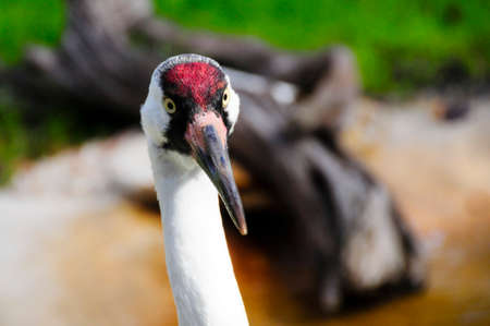 Portrait of a Whooping Crane looking at the cameraの写真素材