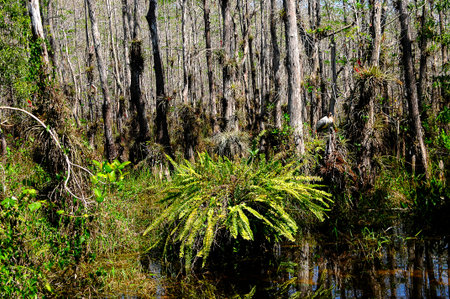 View of the florida everglades with a wood stork in the background.の写真素材