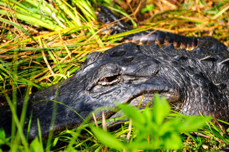 Closeup of an alligator resting in the sun.の写真素材