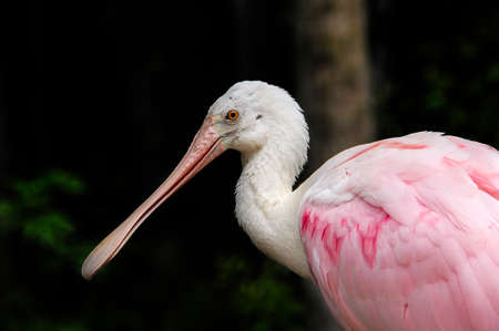 Profile of a Pink Roseate Spoonbill in Florida.の写真素材