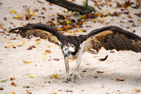 A Osprey walking on the sand with wings spread.の写真素材