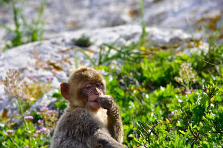 Portrait of a infant Barbary Ape.の写真素材