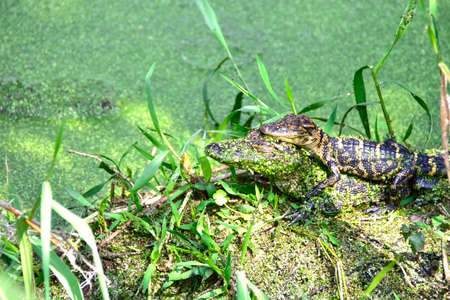 Two alligator hatchlings sleeping.の写真素材