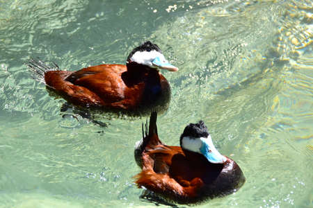 Two Ruddy Ducks swimming.の写真素材