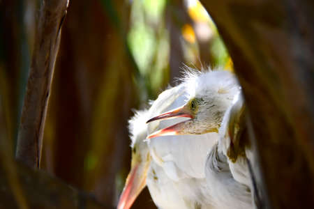 An Egret Chick in a nest.の写真素材