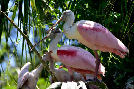 Two Roseate Spoonbill with chicks.の写真素材
