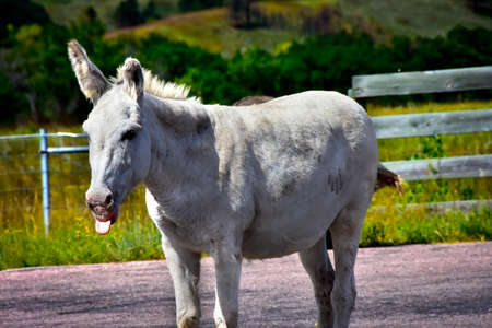 Wild Burro with tongue  sticking out.の写真素材